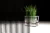 Bild - Stripe Shutie Black