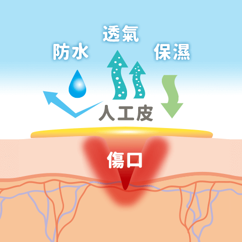 3M人工皮–防水、透氣、保濕