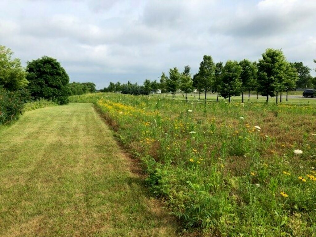 Espace extérieur d’herbes et de fleurs indigènes sur la propriété 3MMC.