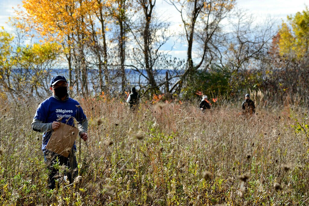 A 3M™gives volunteer stands in the forefront of the photo in long grass wearing a blue 3M™gives t-shirt, holding a paper bag collecting native seeds. Behind him, three other volunteers are busy collecting seeds.