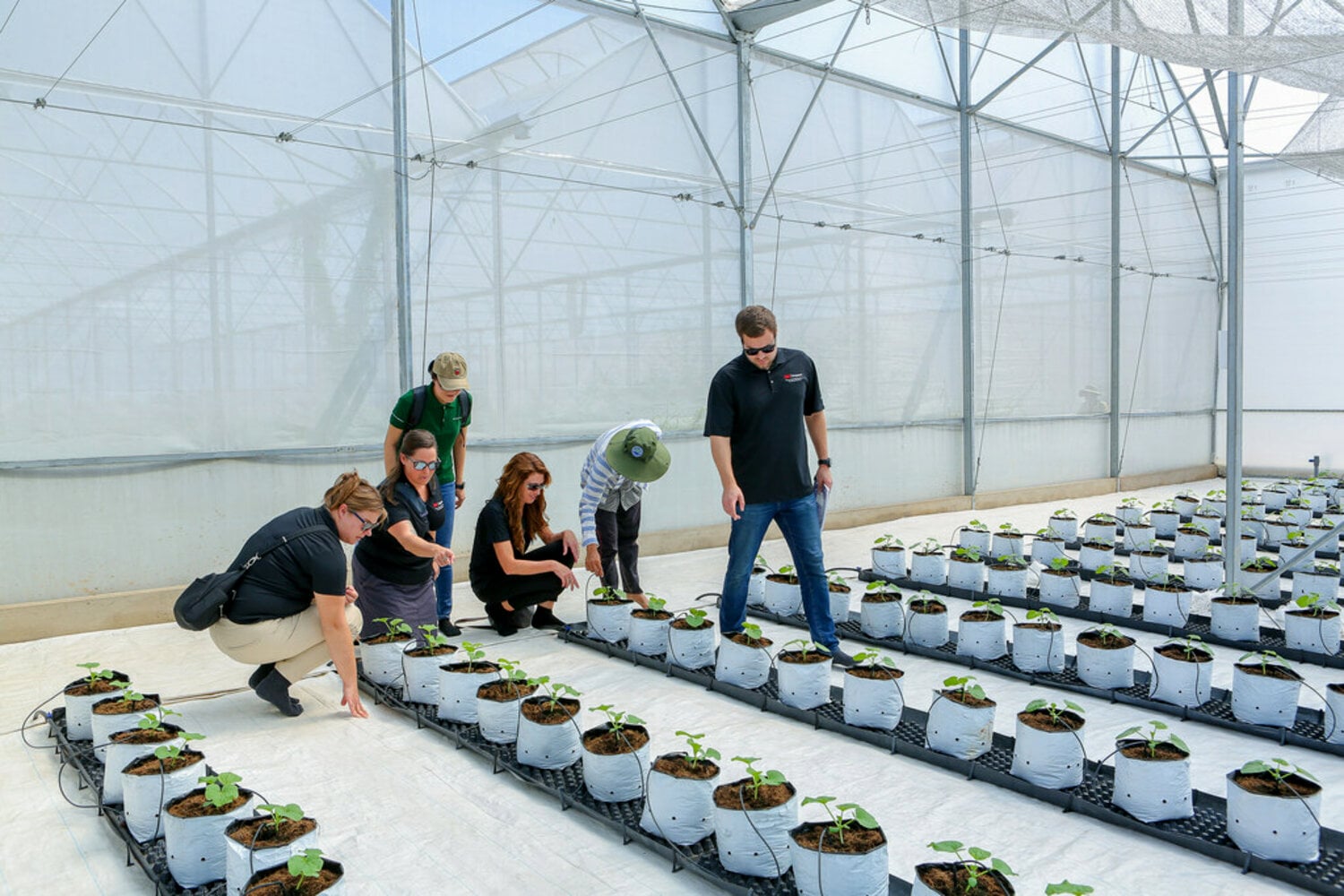 A group of people engaged in a planting activity inside a greenhouse, surrounded by rows of young plants in white pots.