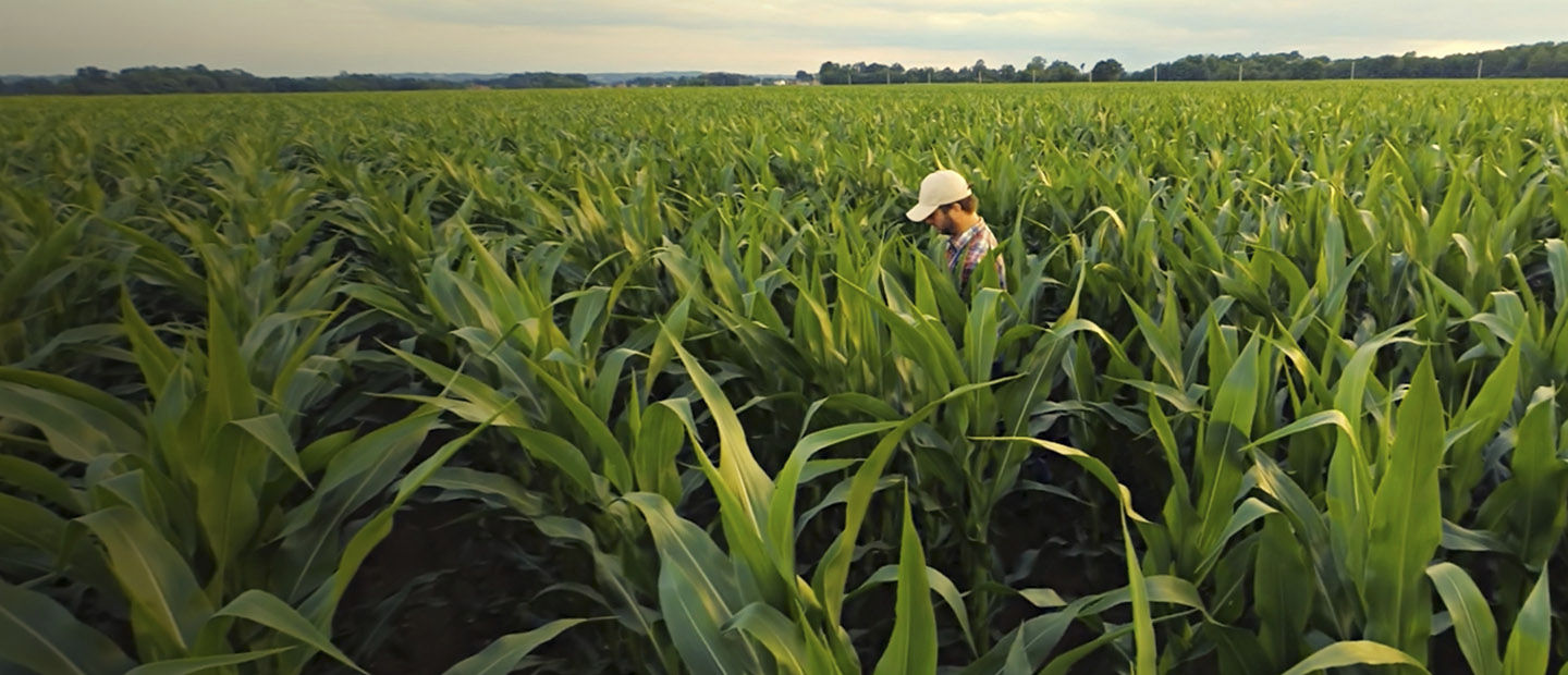 An individual in a non-food source cornfield.