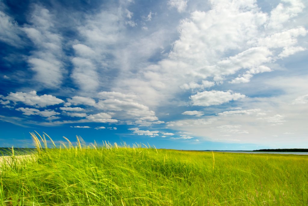 Un champ ouvert avec un ciel bleu et des nuages.